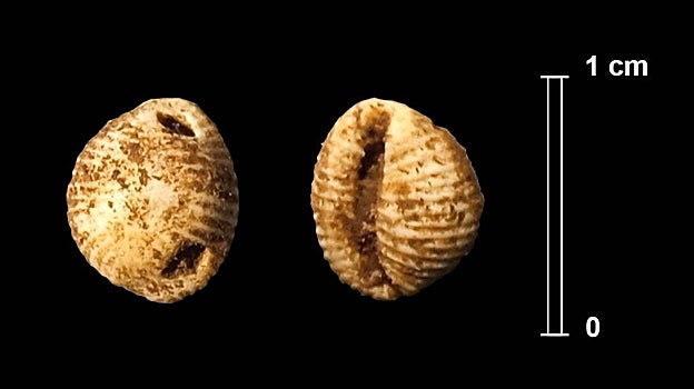 Colgante elaborado con una concha marina