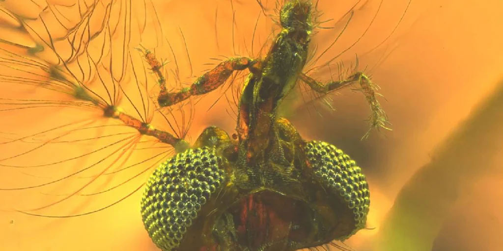 Le plus vieux moustique du monde : c’était un mâle mais il a mordu