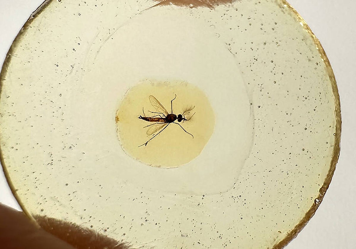 El mosquito más antiguo del mundo: era macho pero picaba