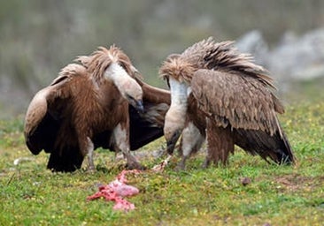 ¿Por qué los buitres no se intoxican cuando comen carne podrida?