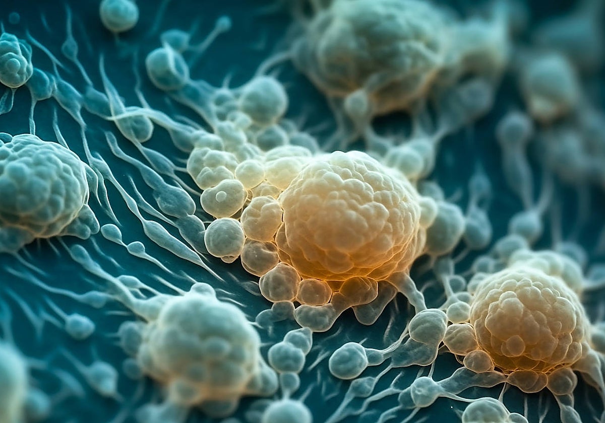 Recreación de organoides creados a partir de células pluripotenciales