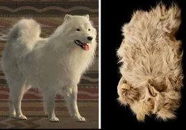 El ADN desvela la historia del sorprendente perro lanudo, con cuya lana se hacían mantas