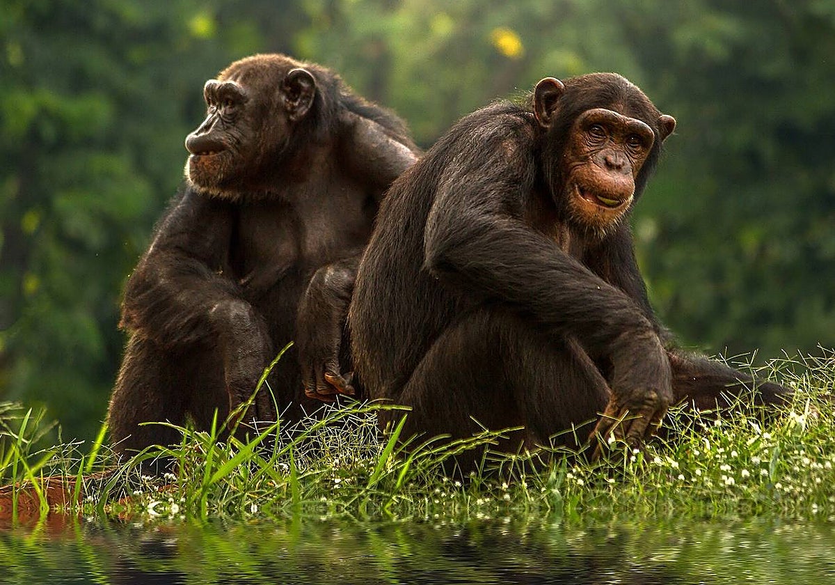 Chimpancés y bonobos recuerdan a sus amigos y parientes incluso tras décadas de separación