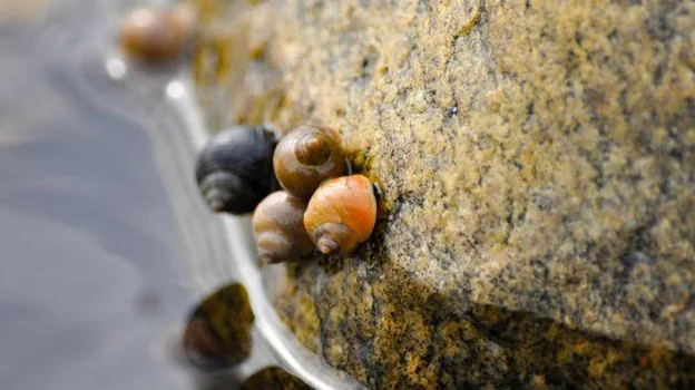 Caracoles marinos a la orilla del mar. Los caracoles Littorina son comunes en las costas rocosas de Europa, el Reino Unido y la costa este de Estados Unidos