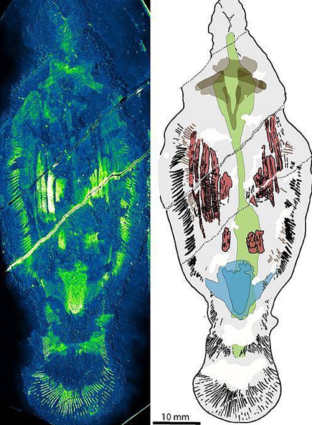 Los científicos utilizaron una técnica llamada microsonda electrónica para mapear el carbono en el fósil, lo que revela características anatómicas con inmensa claridad