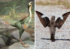 ¿Por qué había dinosaurios con alas si no volaban? Servían para aterrorizar