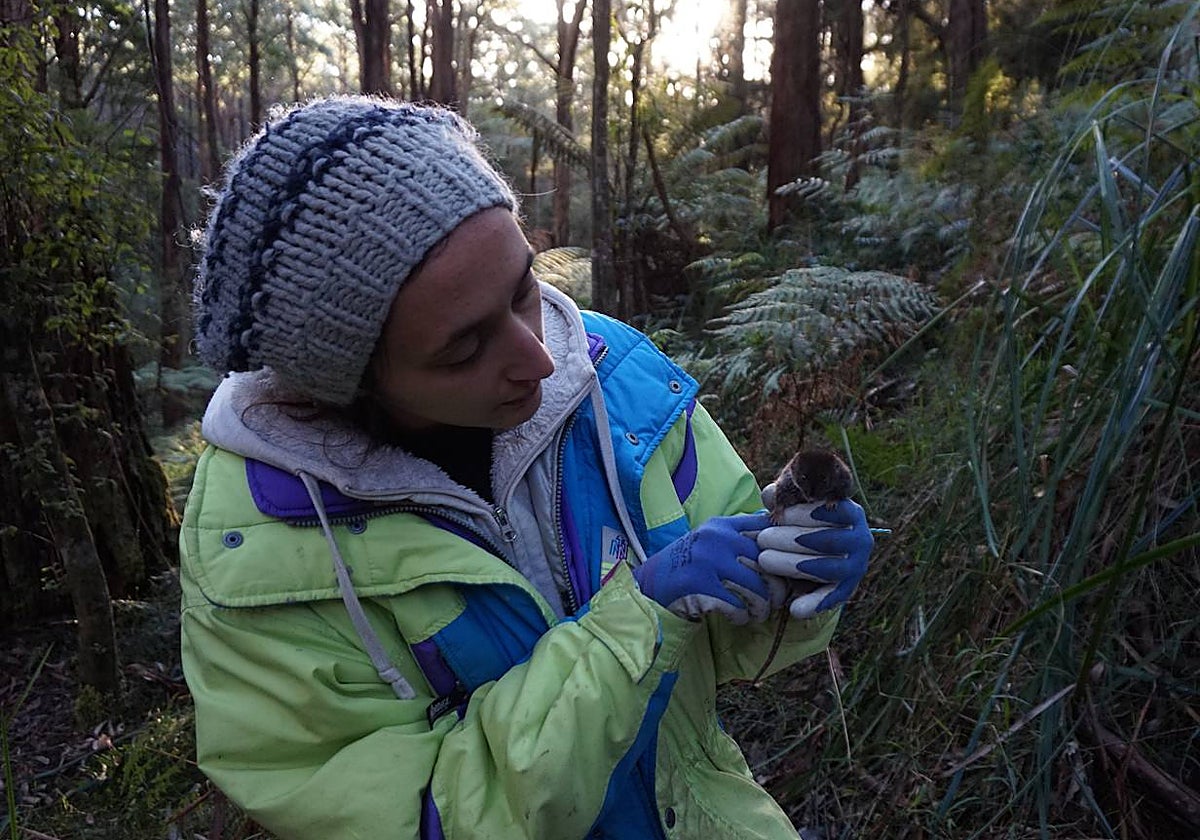 Un investigador sostiene un antequino antes de liberarlo al final de la temporada de reproducción