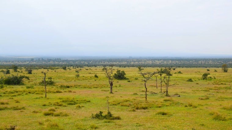 Después de la invasión de las hormigas cabezonas, la cubierta arbórea se reduce considerablemente