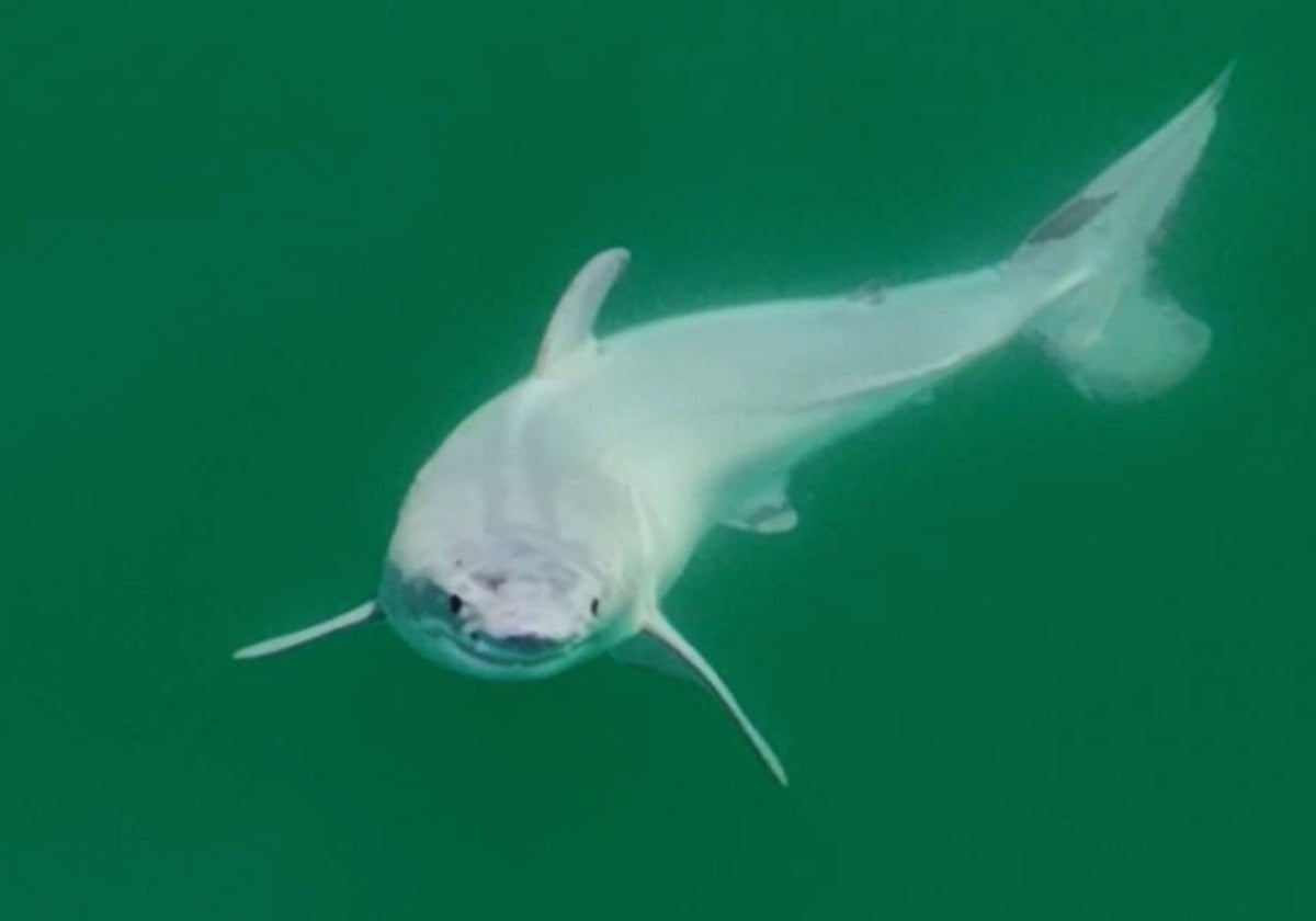 Tiburón blanco recién nacido, filmado frente a la costa de California, cerca de Santa Bárbara