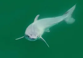 Primer avistamiento de un tiburón blanco recién nacido vivo