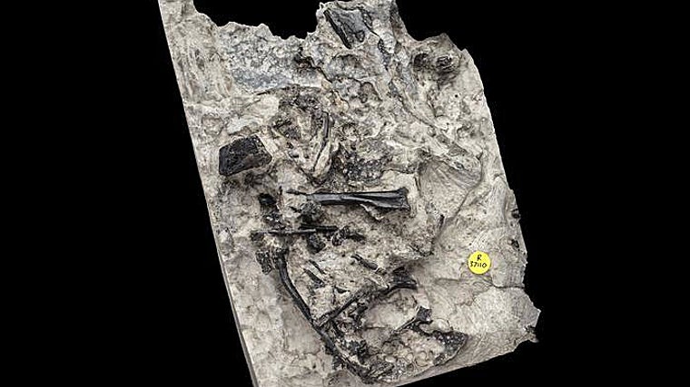 Primer plano de parte del esqueleto de Ceoptera evansae que muestra la región del hombro, partes del ala y vértebras