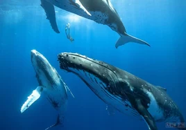 Así logran las ballenas emitir el canto más intrigante del mundo