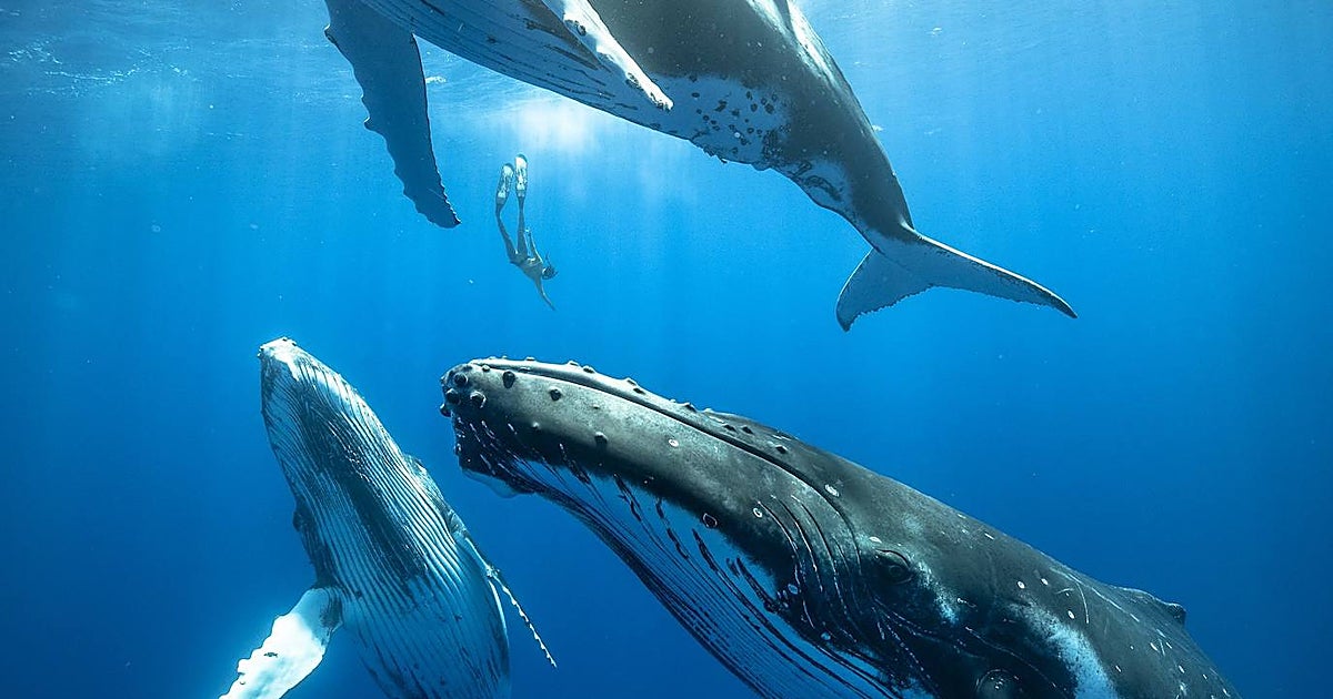 Así logran las ballenas emitir el canto más intrigante del mundo