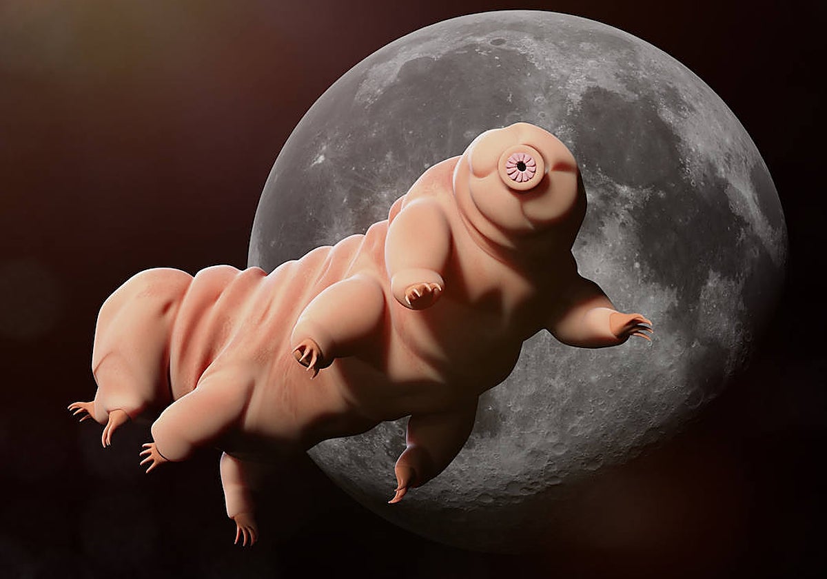 Ilustración de un tardígrado, un animal microscópico y muy resitente