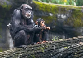 Los humanos somos cada vez menos 'exclusivos': chimpancés y abejas también muestran aprendizaje social