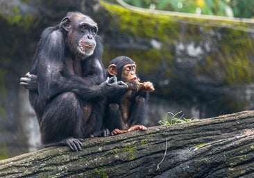 Los chimpancés y abejas también muestran aprendizaje social, como los humanos