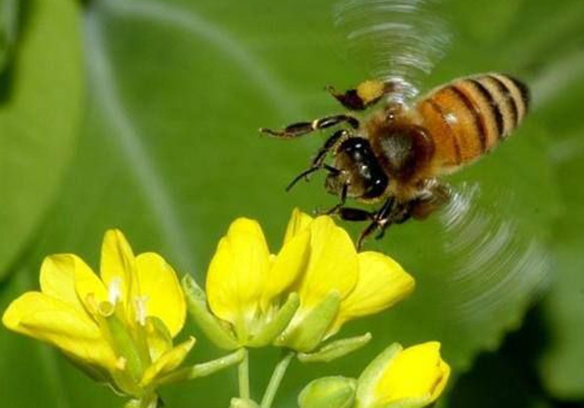 Una abeja vuela entre las flores