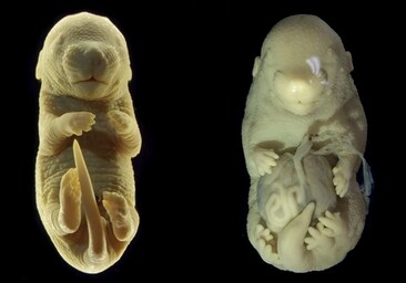Científicos provocan, por accidente, que le crezcan patas en lugar de genitales a un embrión de ratón