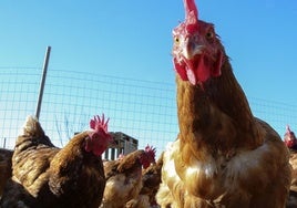 Las gallinas también pueden sonrojarse, según un estudio