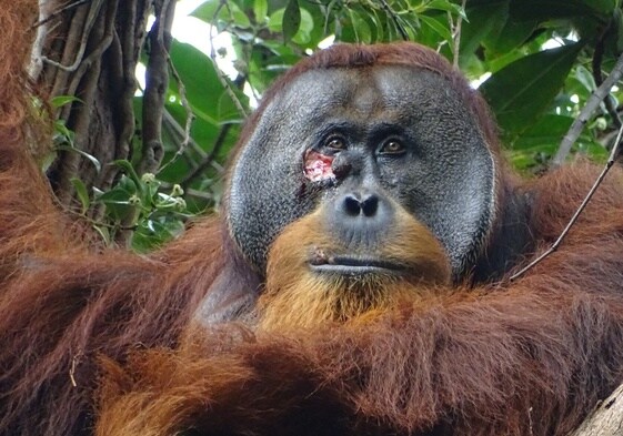 La herida en la mejilla del rostro del orangután Rakus