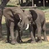 Descubren cómo se saludan los elefantes: cambian el ritual según les miren o no