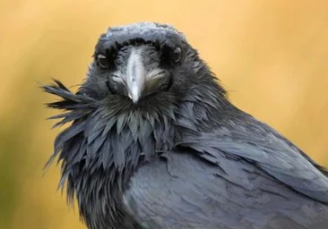 Los cuervos saben contar en voz alta como un niño pequeño
