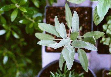 Un universo en miniatura: la ciencia detrás de una simple maceta