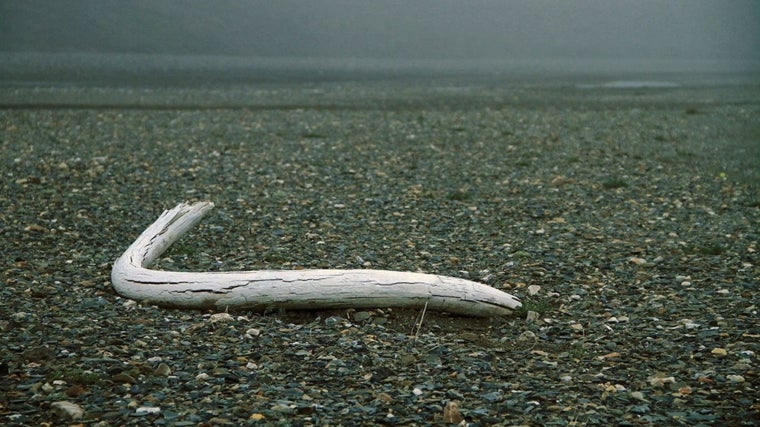 Un colmillo de mamut lanudo, fotografiado en la isla Wrangel