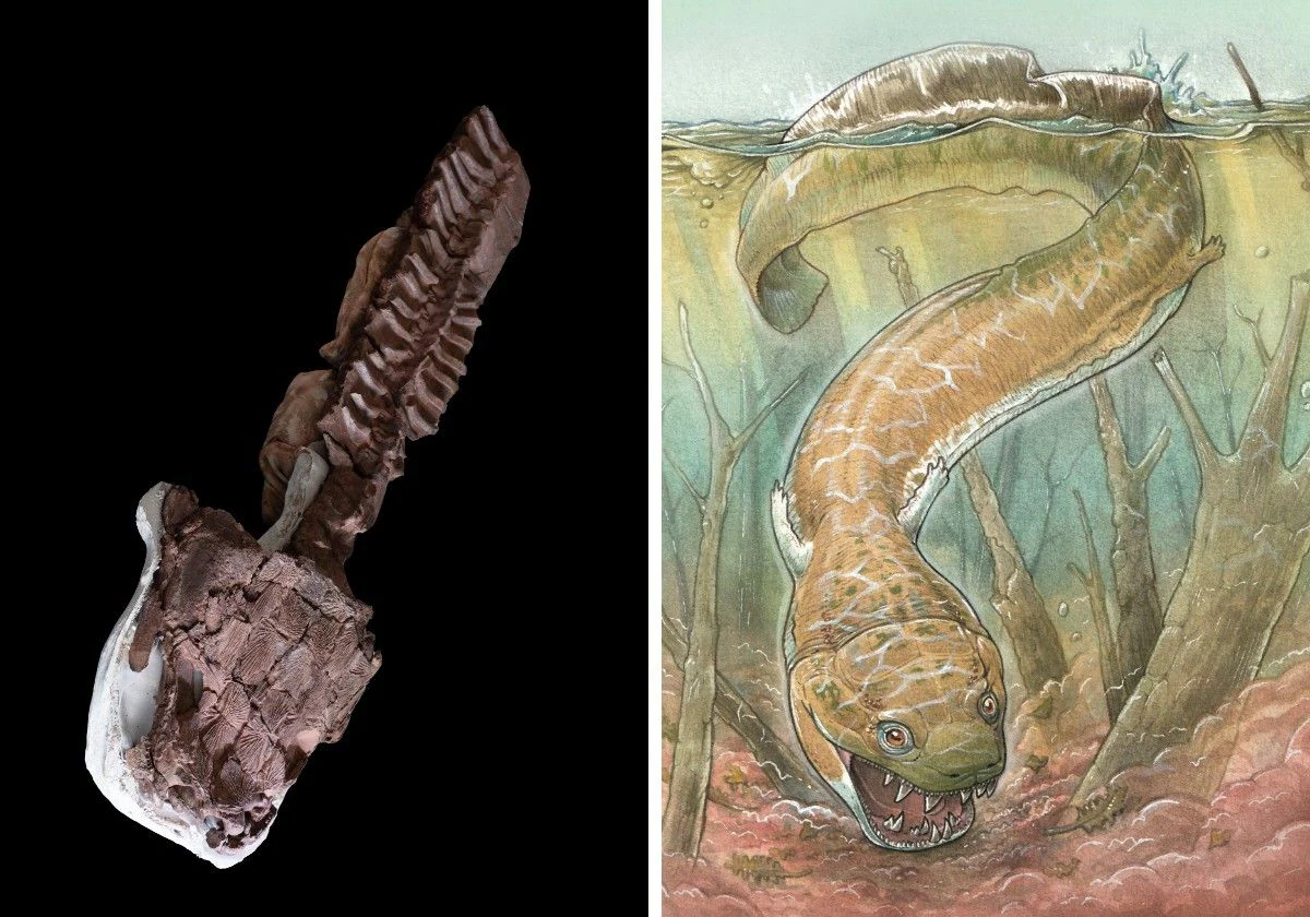 Fósil que incluye la cabeza y la columna vertebral de Gaiasia jennyae. A la derecha, ilustración de la criatura