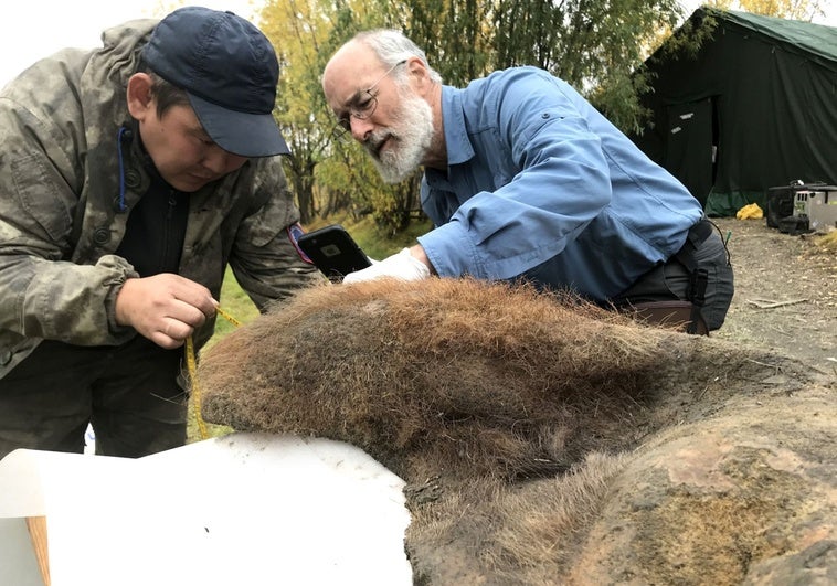 Hallan intactos los cromosomas de un mamut, un paso más para su 'resurrección'