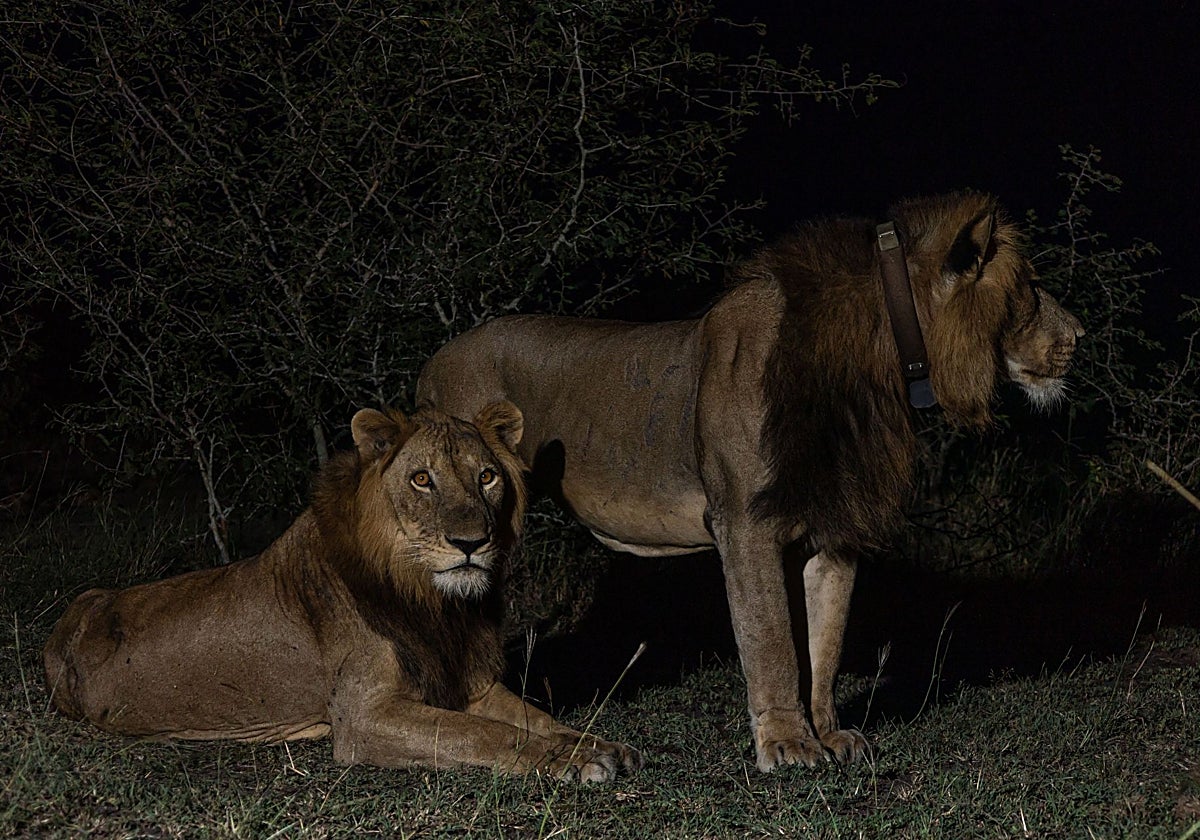 Los dos leones 'Jacob' y 'Tibu'