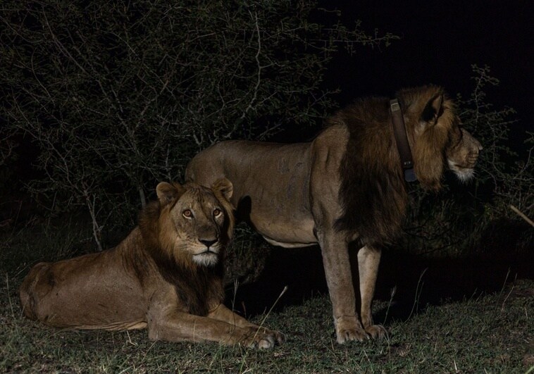 El viaje a nado de 1 km de los leones 'Jacob' y 'Tibu' por un río infestado de cocodrilos