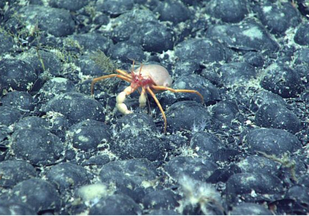 Nódulos oscuros de formas redondeadas salpican amplias zonas de los fondos marinos