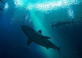 Los tiburones también 'consumen' cocaína y un último estudio revela cómo les afecta