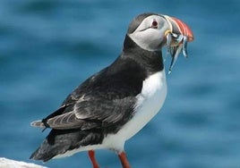 ¿Por qué las aves tienen pico?