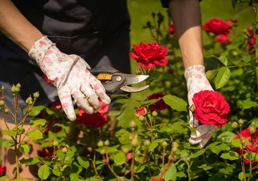 Rosas sin espinas, la creación de un equipo de científicos con participación española