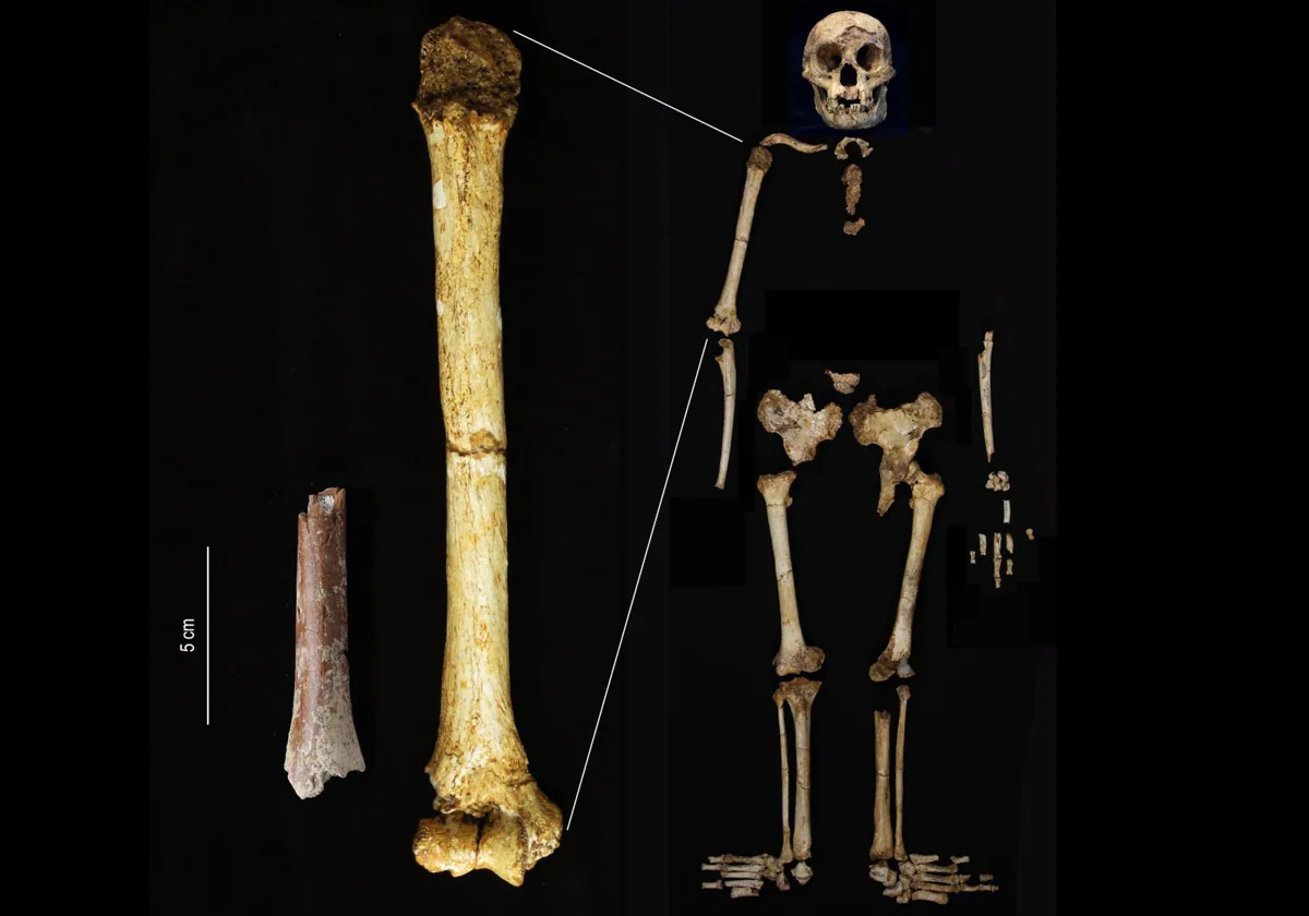 El fragmento de húmero de Mata Menge (izquierda) se muestra a la misma escala que el húmero del ejemplar de Homo floresiensis de la cueva de Liang Bua