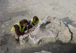 Vivió hace 75 millones de años: descubren en Cuenca una nueva especie de dinosaurio