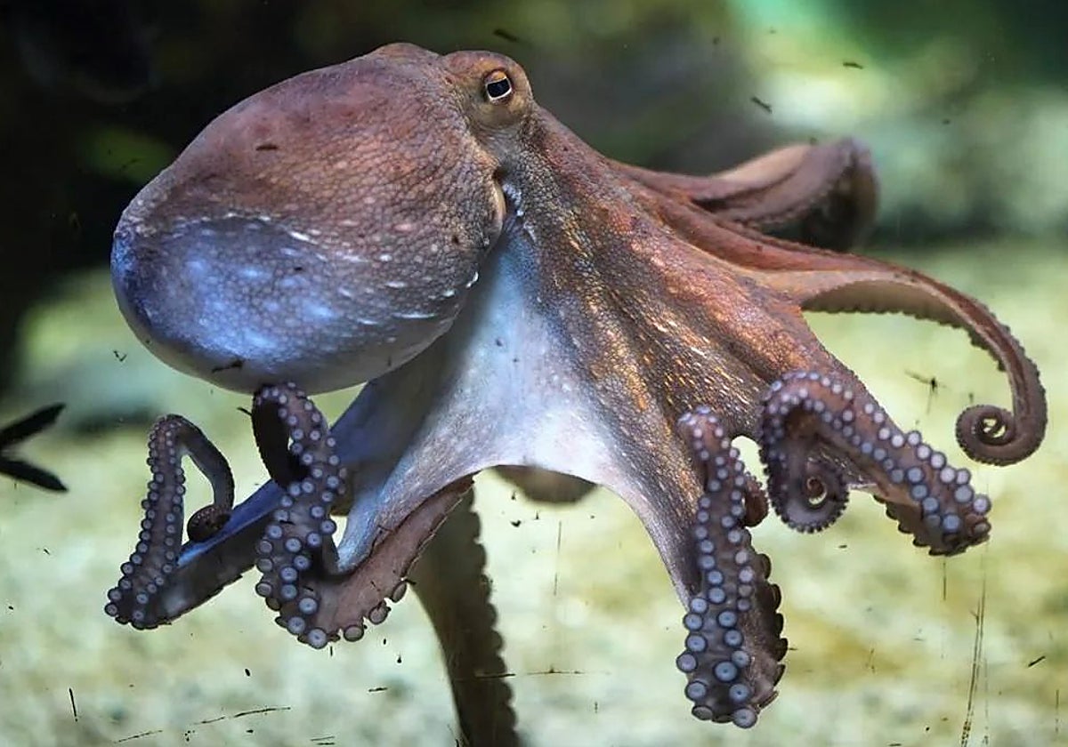 El pulpo, un animal inteligente