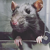 Sugieren que las ratas pueden emitir sonidos supersónicos moviendo partículas sin tocarlas