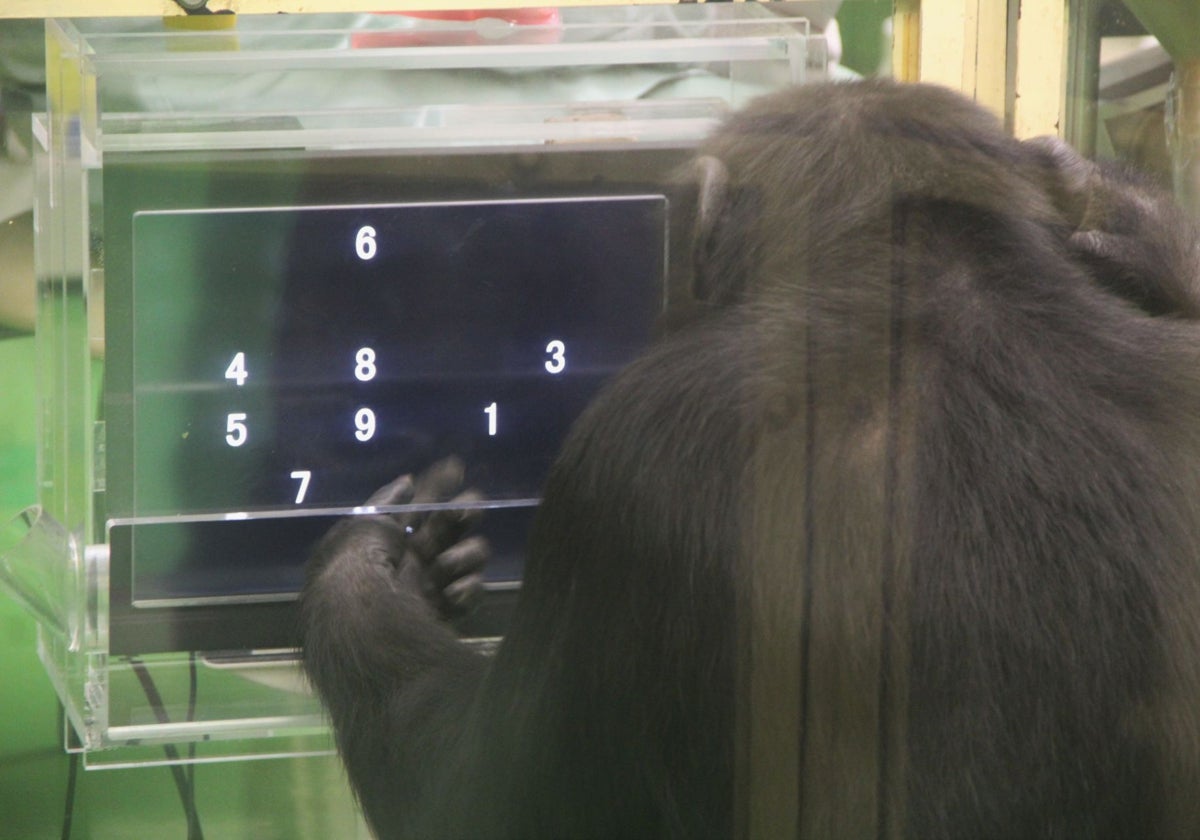 Un chimpancé realiza una tarea con una pantalla