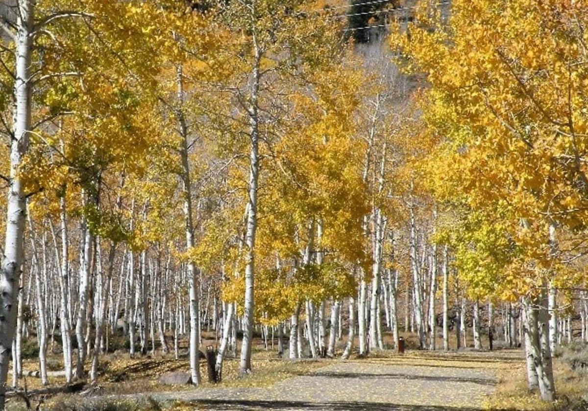 Parece un bosque con más de 47.000 árboles, pero en realidad se trata de un único organismo viviente