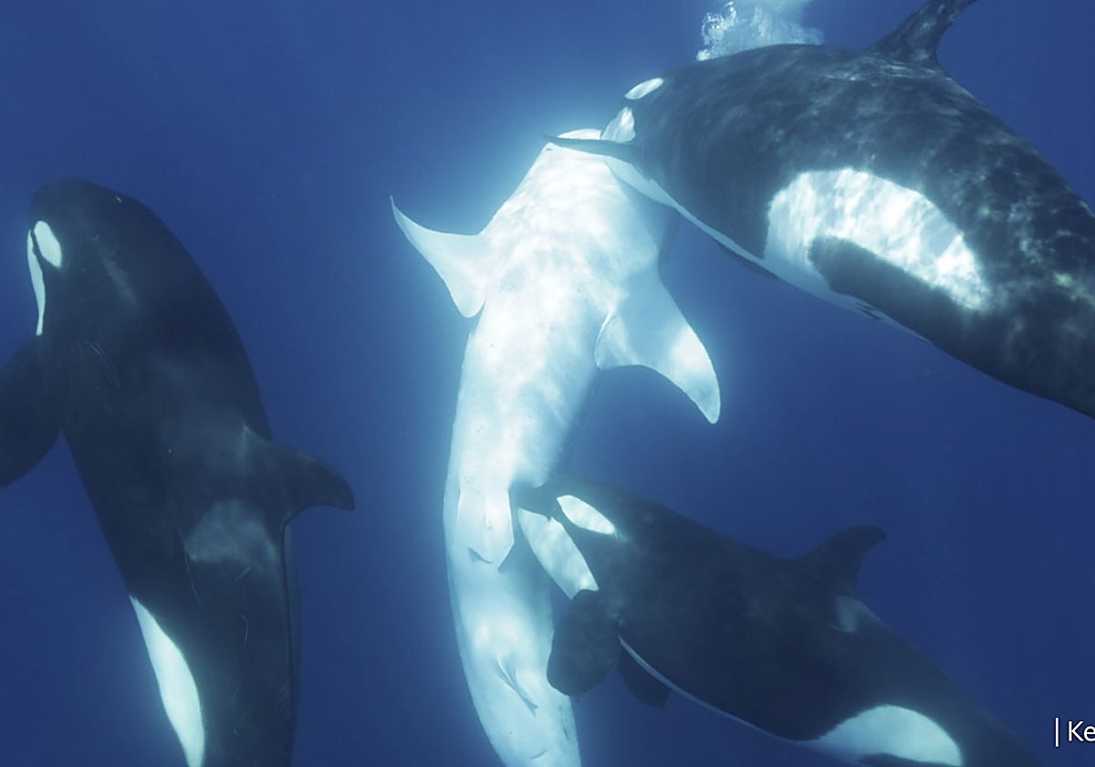 En la imagen, la manada ataca a un ejemplar de tiburón ballena. Es llevado a la superficie y una orca muerde cerca de la pelvis