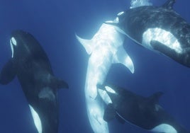 Un grupo de orcas desarrolla por primera vez una estrategia para cazar al tiburón más grande del mundo