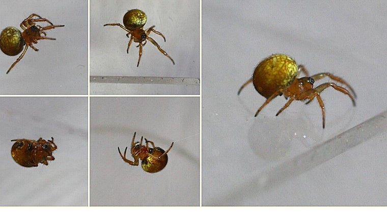 La pequeña araña tirachinas