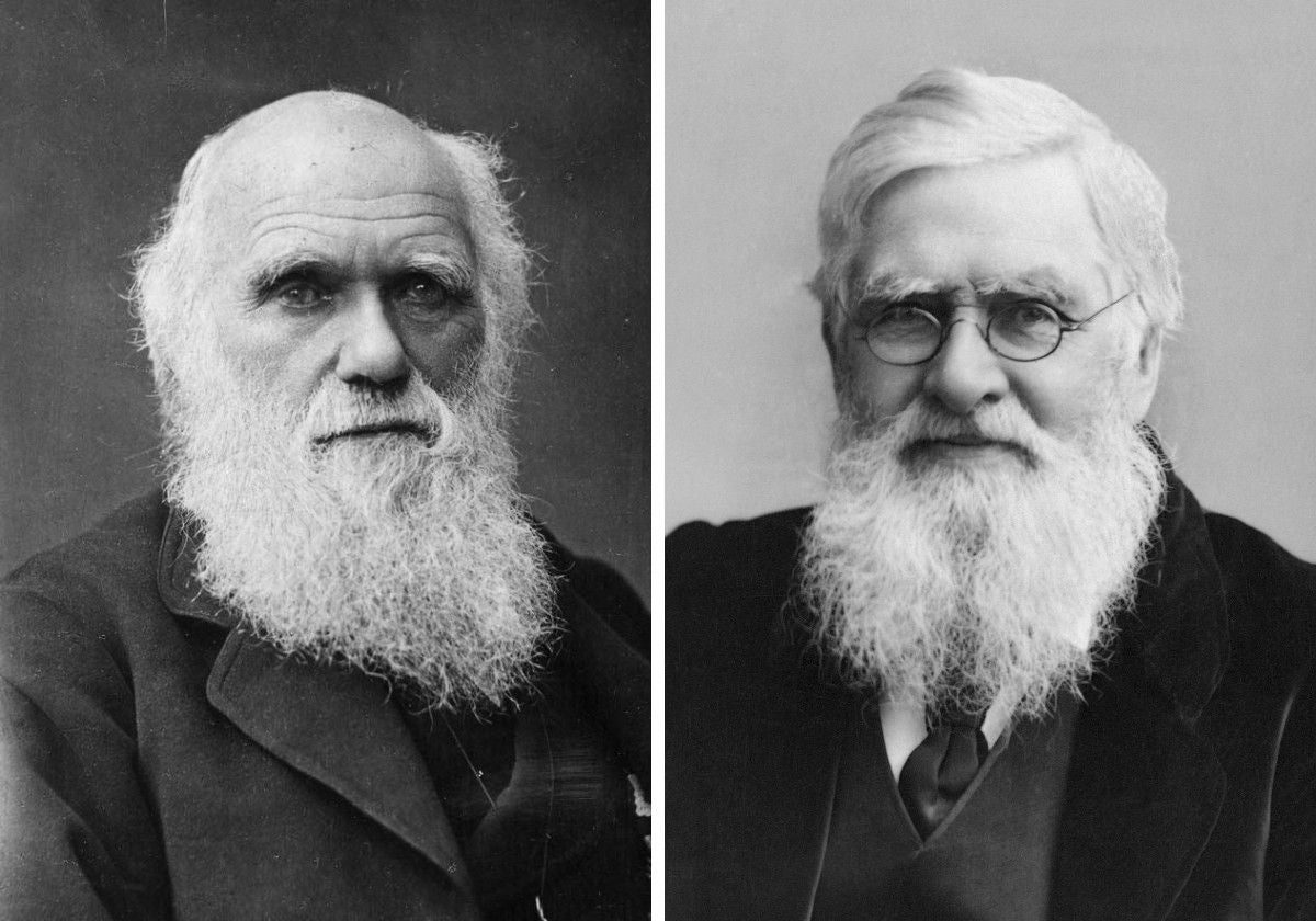 Retratos de Charles Darwin y Alfred Wallace