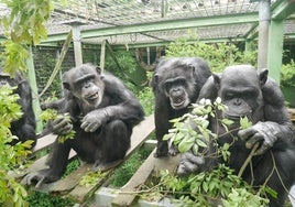 La costumbre humana de la micción en grupo puede ser heredada: los chimpancés también lo hacen