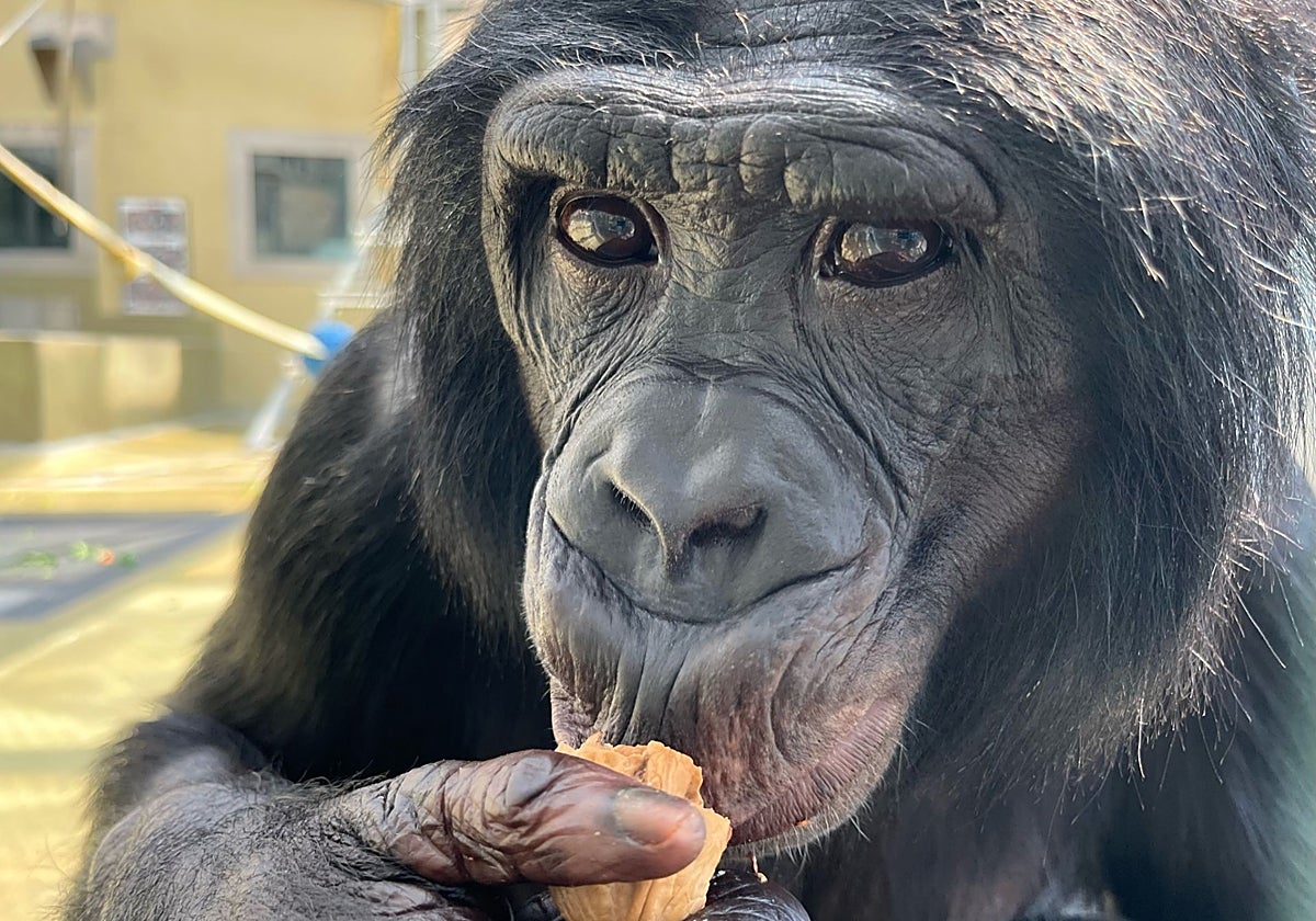 Los simios tienen teoría de la mente e intuyen la ignorancia humana