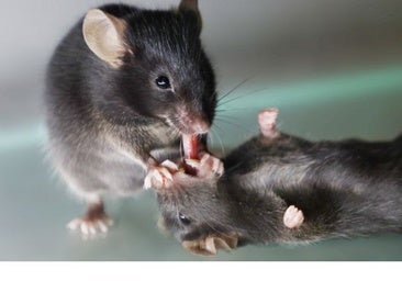 Los ratones saben dar 'primeros auxilios'