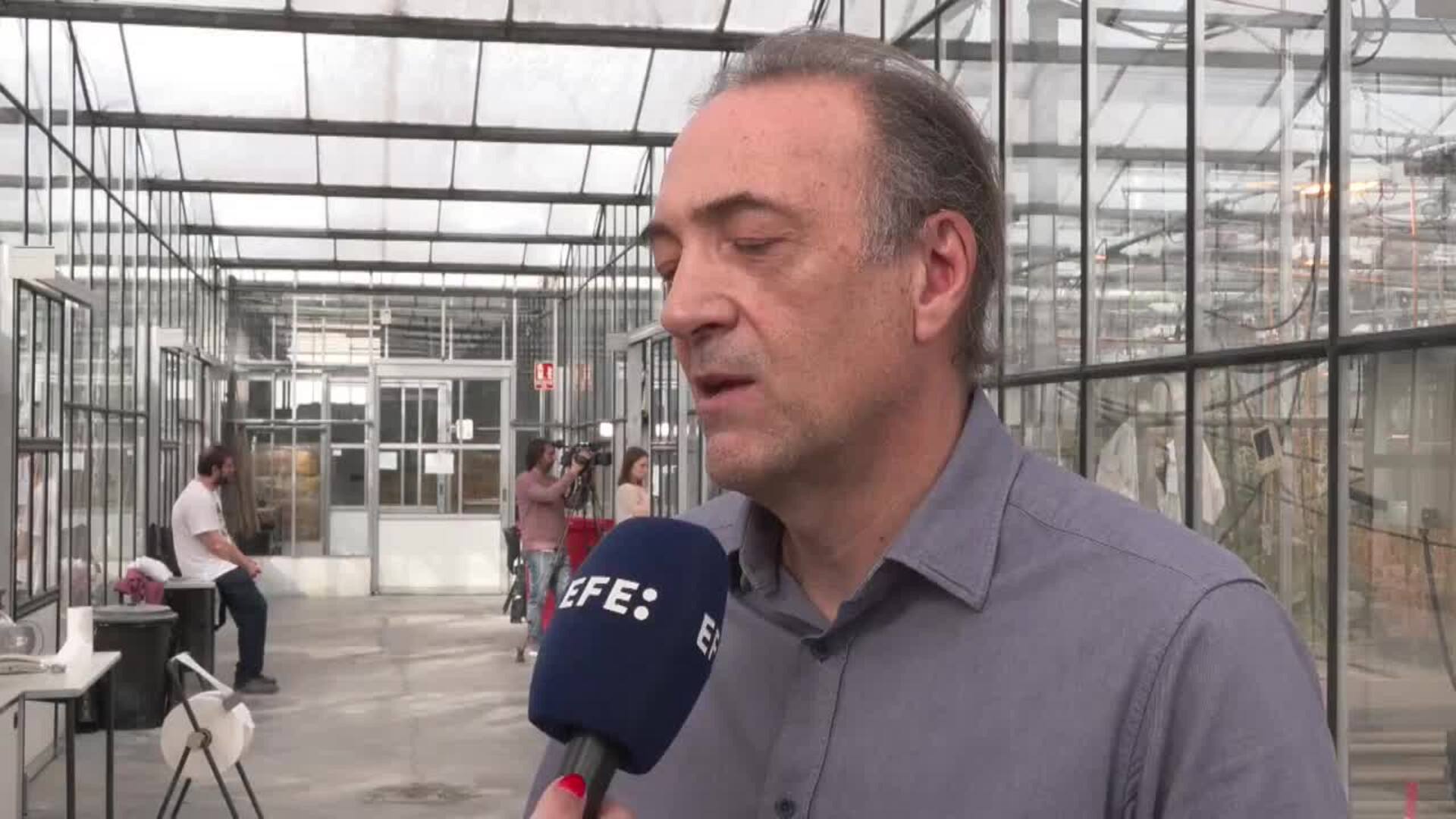 Investigadores españoles crean lechugas doradas con mucho más poder antioxidante